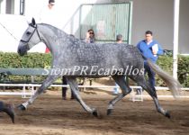 W LUNA DE TORRELUNA, DE Y. CENTURION, MEJORES MOVIMIENTOS EN YEGUAS DE 5 Y 6 A